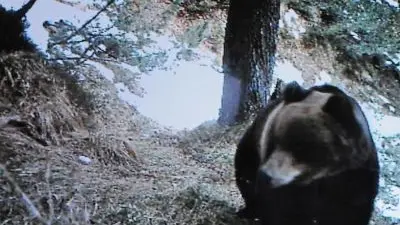 L'orso Cesare fotografato in Cadore