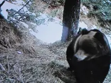 L'orso Cesare fotografato in Cadore