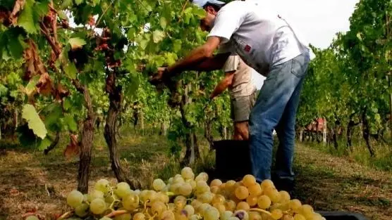 Con il cambiamento climatico Belluno diventerà zona vinicola