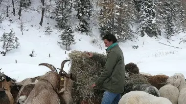 Ezio Lena con pecore e capre durante l’inverno a Zoldo Alto