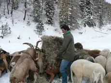 Ezio Lena con pecore e capre durante l’inverno a Zoldo Alto