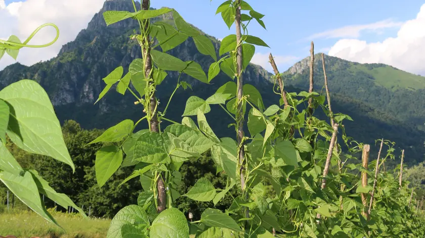 Piante di fagiolo della varietà mame feltrine