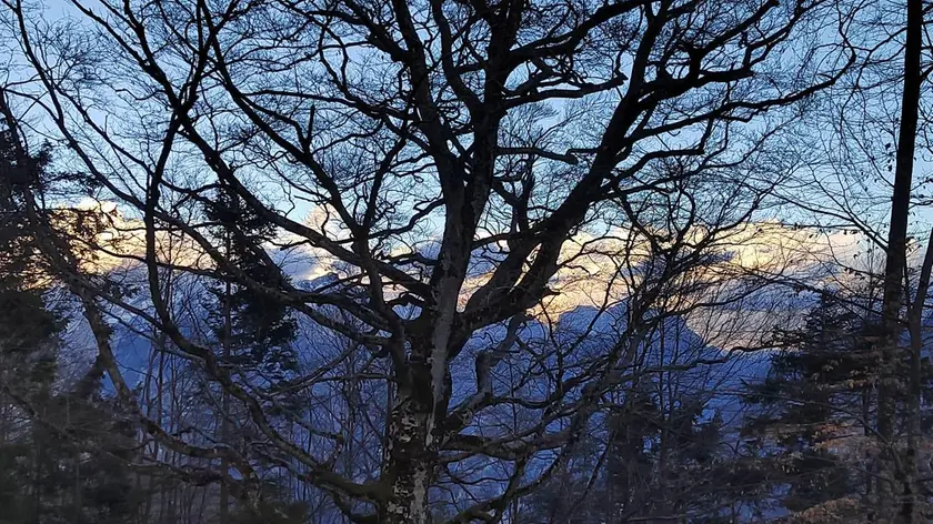 Il faggio secolare di Pradusel a La Valle Agordina