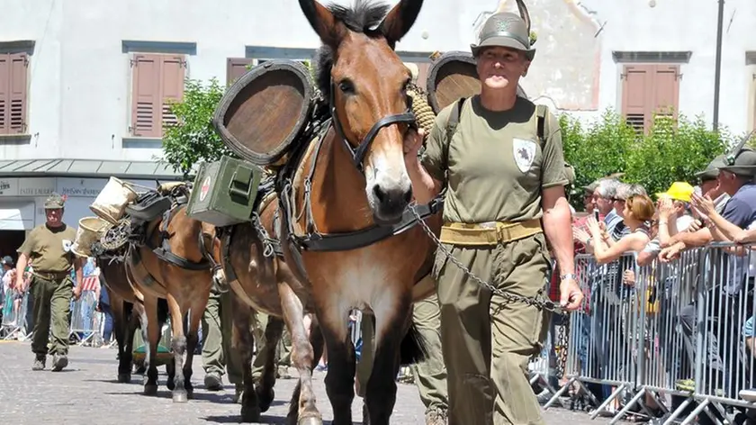 Nello sfilamento di Udine spazio anche ai muli, storici compagni degli alpini