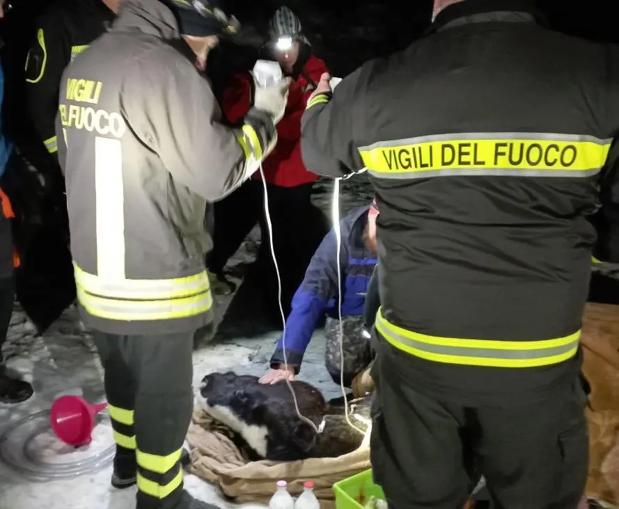 I vigili del fuoco con la flebo in mano durante le operazioni di salvataggio del cavallo caduto nel torrente Liera a Canale d'Agordo