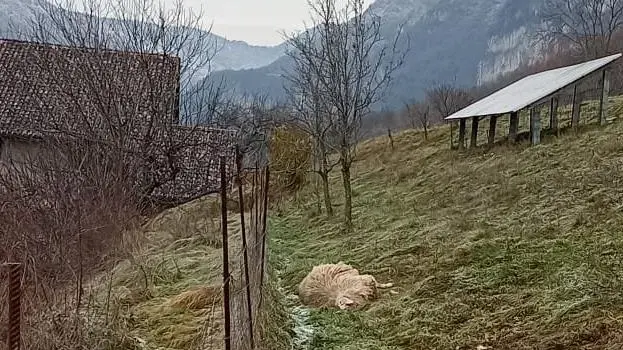Due delle tre pecore uccise dal lupo a Fonzaso