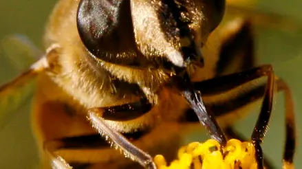 APICOLTURA:TORNANO LE API, BANDO A 'VELENI' LE SALVA Un' immagine di archivio mostra un'ape mentre si posa su un fiore. ..STEFFEN SCHMIDT /ARCHIVIO - ANSA / CRI