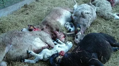 Gli animali sbranati l’altra sera a Cansiglio