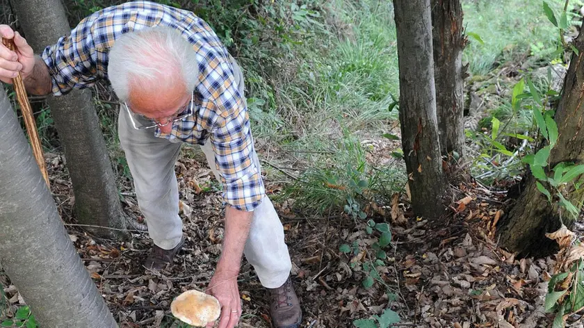Un cercatore di funghi sulle montagne bellunesi