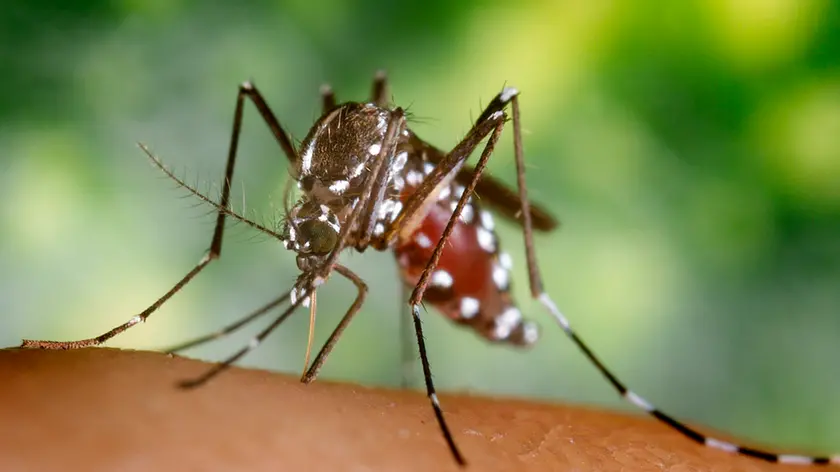 2002, Atlanta, Georgia, USA --- A blood-engorged female Aedes albopictus mosquito feeds on a human host. Under successful experimental transmission, Aedes albopictus has been found to be a vector of West Nile Virus. --- Image by © CDC/PHIL/CORBIS