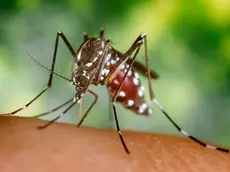 2002, Atlanta, Georgia, USA --- A blood-engorged female Aedes albopictus mosquito feeds on a human host. Under successful experimental transmission, Aedes albopictus has been found to be a vector of West Nile Virus. --- Image by © CDC/PHIL/CORBIS