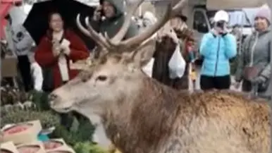 Isaia, il cervo che si intrufolava al mercato di Cortina