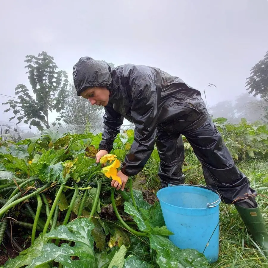 Isabella Paganin raccoglie zucchine nell'azienda Terra Viva