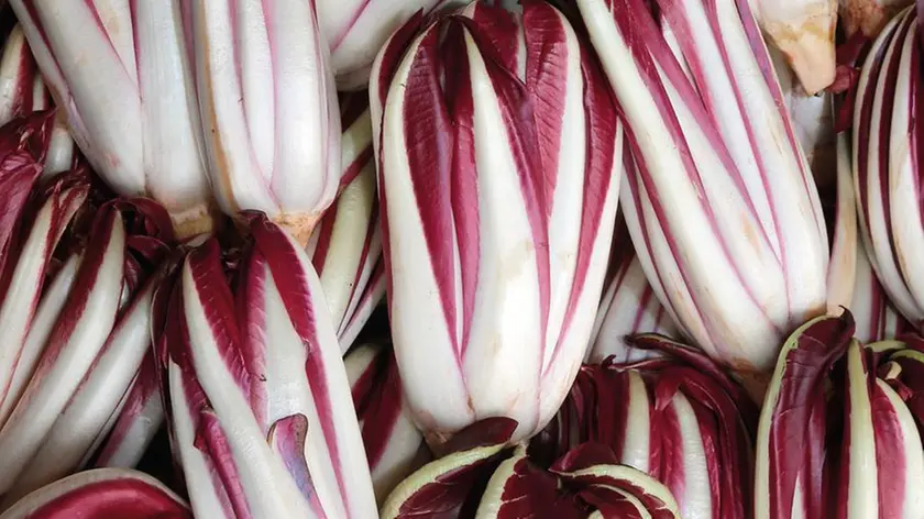 Radicchio. Il piccolo ricettario