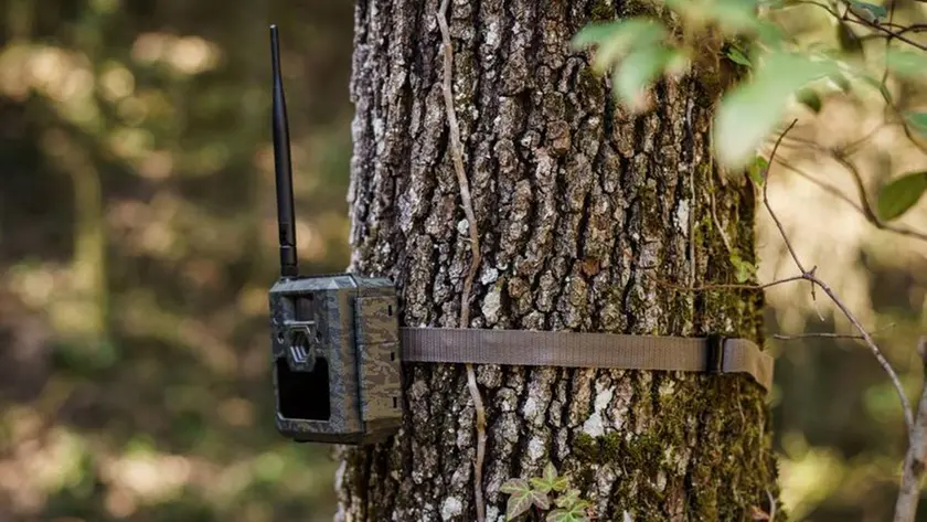 Una fototrappola montata su un albero