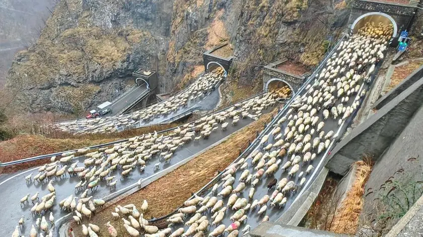 La transumanza sul passo San Boldo