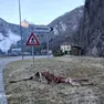 Paura per i lupi in centro a Ospitale di Cadore