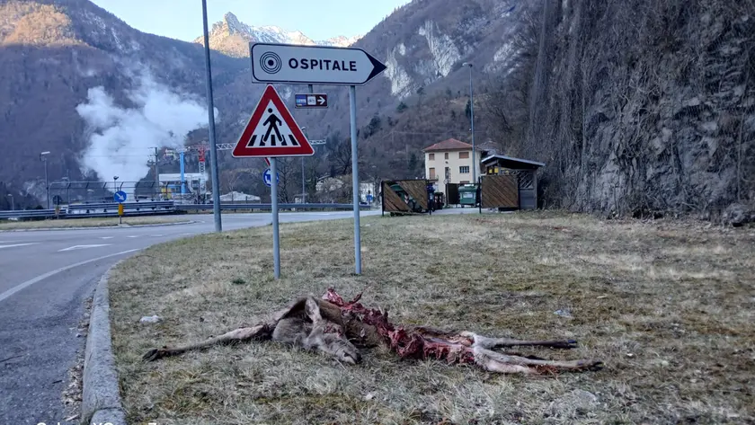 Paura per i lupi in centro a Ospitale di Cadore