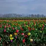 La fioritura di tulipani da Nonno Andrea