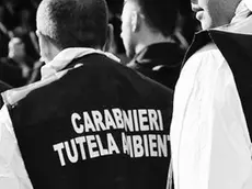 Operazione dei carabinieri di tutela ambientale