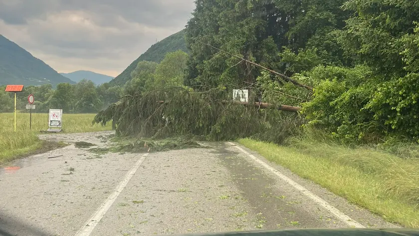 Un albero a terra sulla strada nella zona industriale di Villapaiera a Feltre