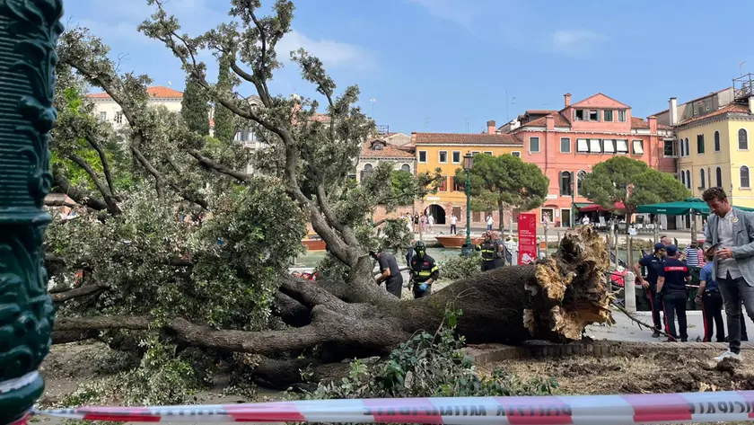 L'albero caduto in piazzale Roma a Venezia