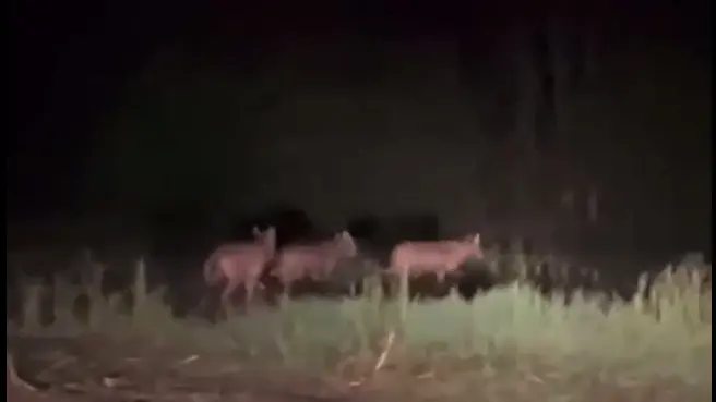 Lupi avvistati a ridosso del centro di Feltre