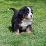 Un cucciolo di bovaro del Bernese