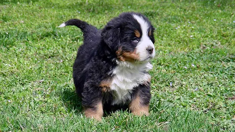 Un cucciolo di bovaro del Bernese