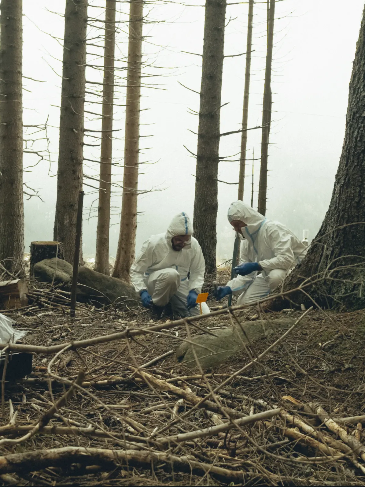 Le registrazioni del dialogo tra gli alberi delle Dolomiti