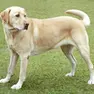 Un labrador simile a quello che ha morso la ladra