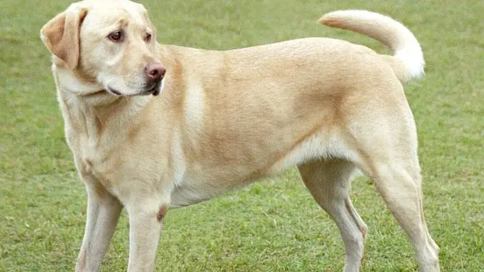 Un labrador simile a quello che ha morso la ladra