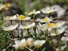 Fiori alpini, il libro in edicola con i quotidiani del Gruppo Nem