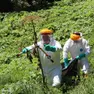 La rimozione della Panace di Mantegazza