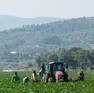 Bracciante agricolo trovato morto in un campo di mais