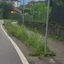 Erbe alte, a Belluno scattano le multe