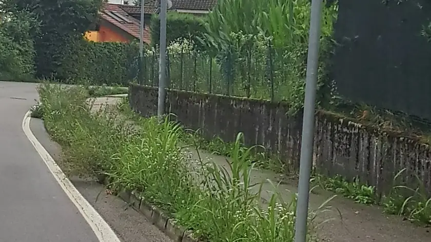 Erbe alte, a Belluno scattano le multe