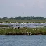 Fenicotteri vicino all'aeroporto di Venezia