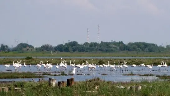 Fenicotteri vicino all'aeroporto di Venezia