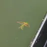 Il pesce volante in un fotogramma del video girato in un rio di Venezia