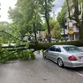 L'auto travolta dall'albero a Conegliano