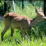 Un capriolo: è allarme in tangenziale a Mestre per le segnalazioni di un ungulato(foto di archivio)