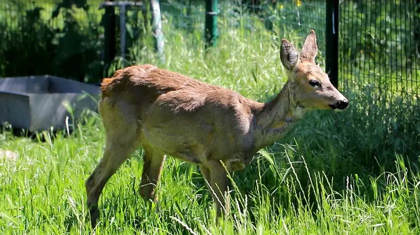 Un capriolo: è allarme in tangenziale a Mestre per le segnalazioni di un ungulato(foto di archivio)