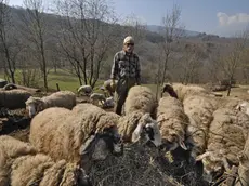 Allarme per le pecore dell'Alpago