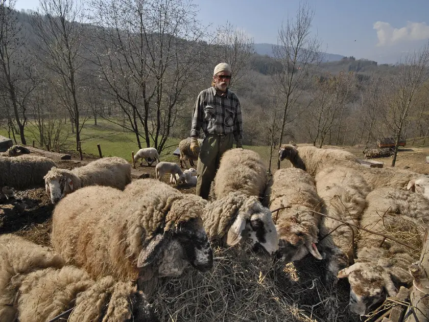 Allarme per le pecore dell'Alpago
