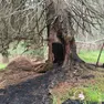 L’albero incendiato in zona Cianpo de Crosc