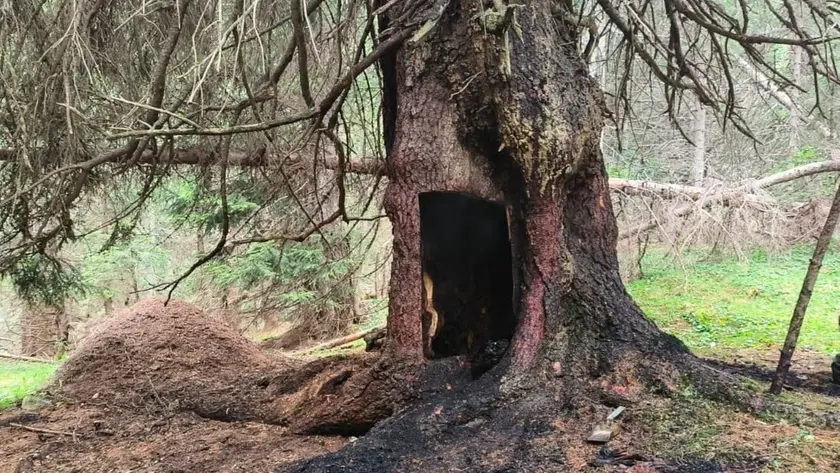 L’albero incendiato in zona Cianpo de Crosc