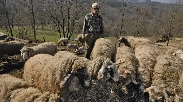 Allarme per le pecore dell'Alpago