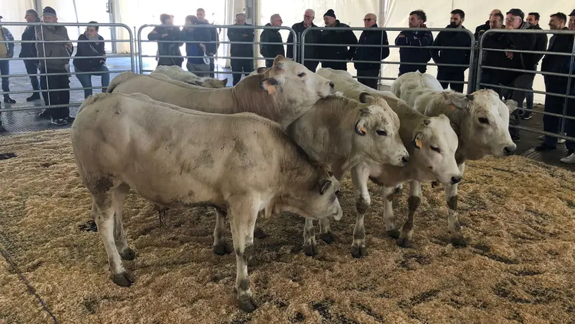 Un’asta di giovani bovini