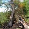 L'albero colpito dal fulmine a San Tomaso (Foto Bottacin)